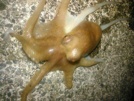 朝、三保サーフではヒラメ、アオリイカ　夜、焼津港タコのみ