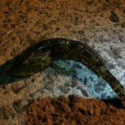 久々の谷川漁港