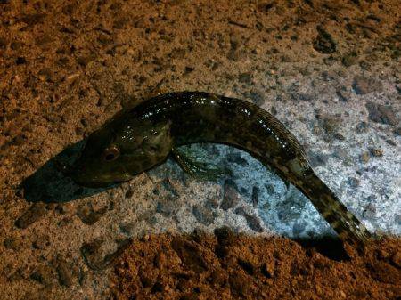 久々の谷川漁港