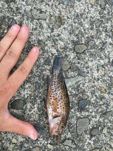 初！三重県南部の調（釣）査w