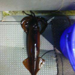 オールナイト釣行