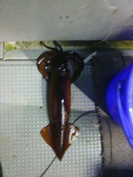 オールナイト釣行