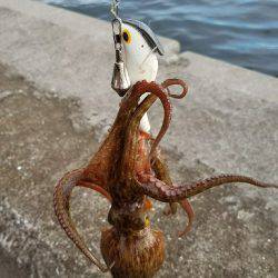 先週に引き続き、沖堤で朝練！