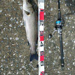 シーバスゲーム