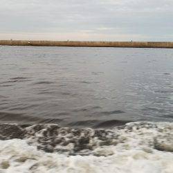 週末恒例朝タコ！