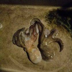 オクトパッシング