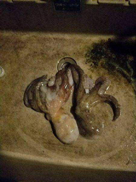 オクトパッシング