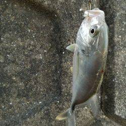 あまり魚っ気が無いようです