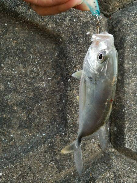 あまり魚っ気が無いようです