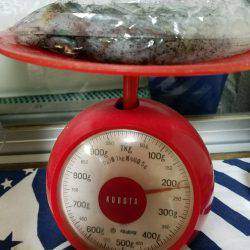 秋イカどうかなー♪