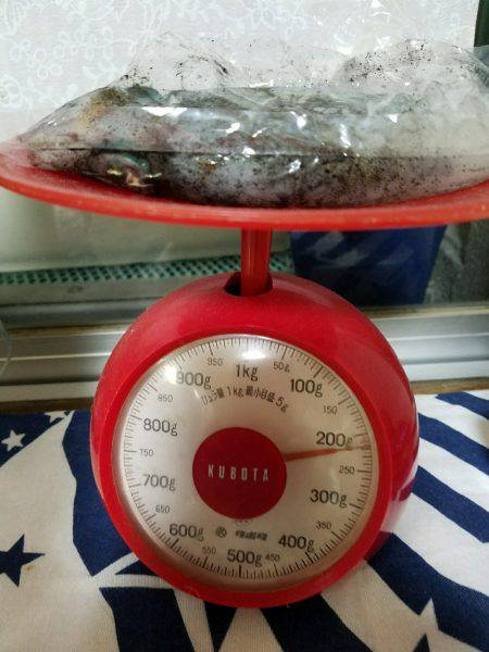 秋イカどうかなー♪