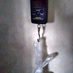 タコ大きくなってきてます。