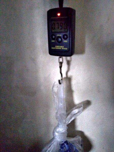 タコ大きくなってきてます。