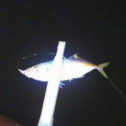 夏、恒例の豆アジング