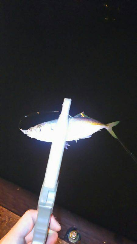 夏、恒例の豆アジング