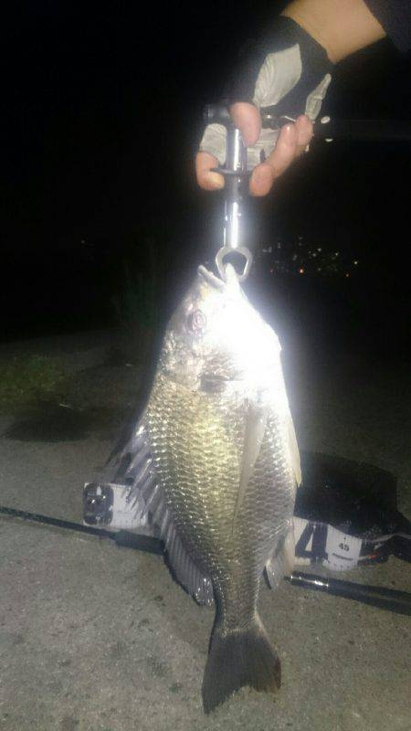 シーバス釣りに行ったのだが(^^;