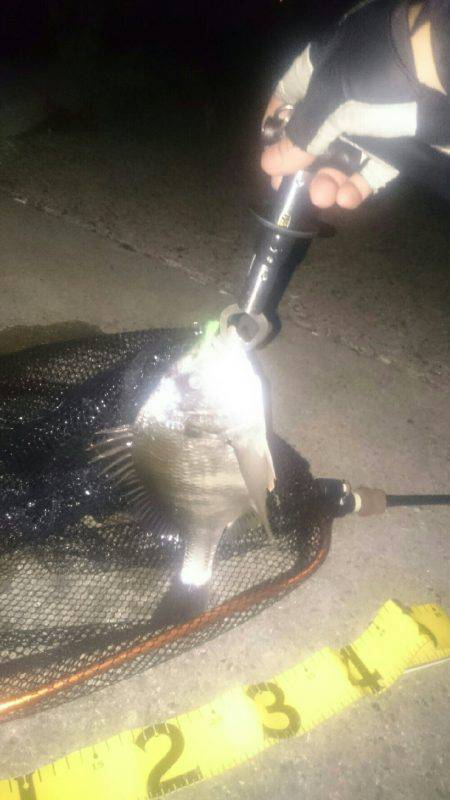 台風後釣れるかなー♪シーバス