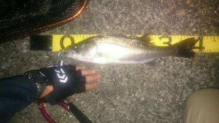 シーバスリベンジ2夜連続♪