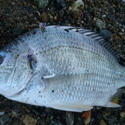 夕涼みキビレは高活性