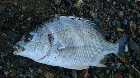 夕涼みキビレは高活性