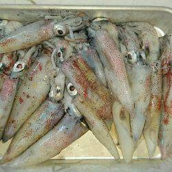 ケンサキからのジギング