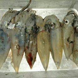 またまたケンサキ