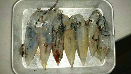 またまたケンサキ