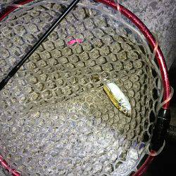 アタリが少なかった