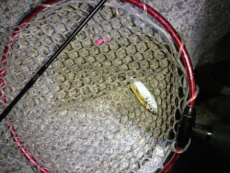 アタリが少なかった