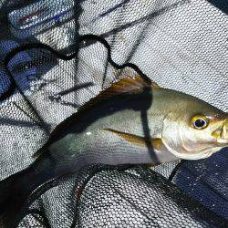 サカムラいかだ