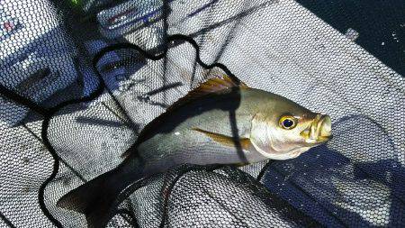 サカムラいかだ