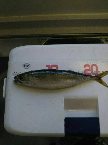 リニューアルオープン