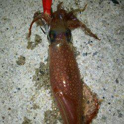 時合いを外すとこんなもんです(笑)