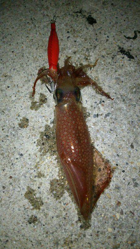 時合いを外すとこんなもんです(笑)