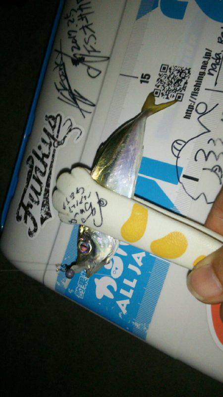 ケンサキどこ行った？豆アジはなんぼでも釣れるけど(笑)