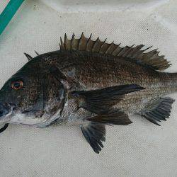 紀ノ川ボートゲーム