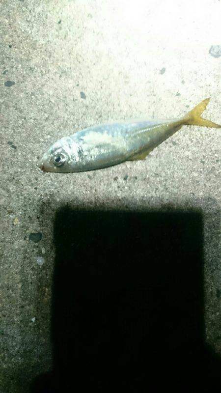 確実に成長している