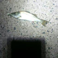 今日もひっそりとアジング