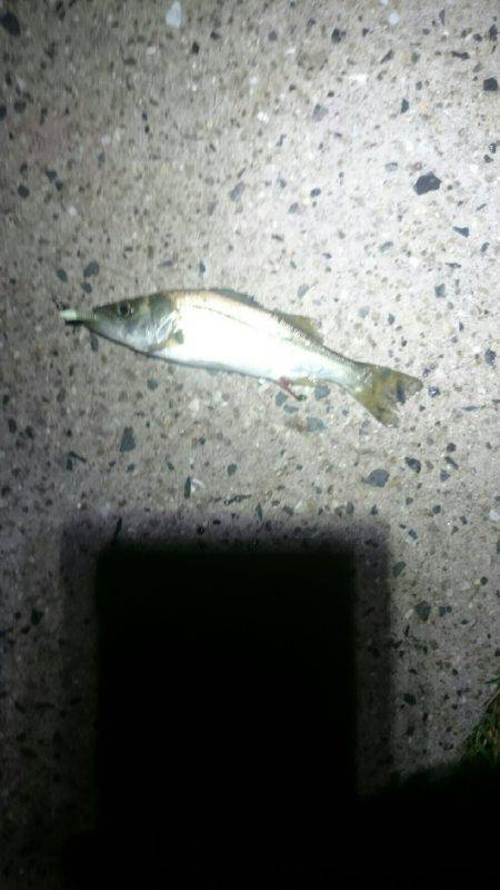 今日もひっそりとアジング