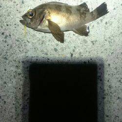 やっぱり遅い。