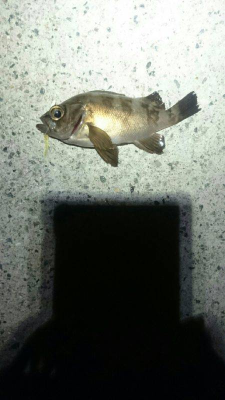 やっぱり遅い。