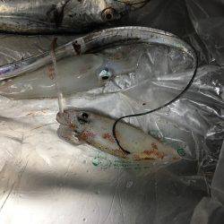 ケンサキと太刀魚