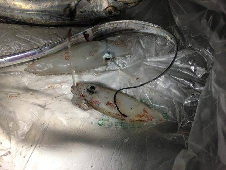 ケンサキと太刀魚