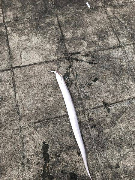 シーバスの予定が…