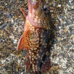 ミップル様周辺で釣りをする(笑)。