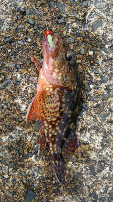 ミップル様周辺で釣りをする(笑)。