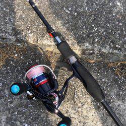 高知は古満目漁港で夏イカ狙い❗️