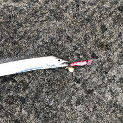 タチウオ2匹とカマス