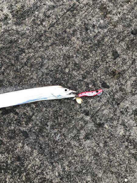 タチウオ2匹とカマス