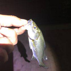 クロダイ、セイゴ、カサゴ！